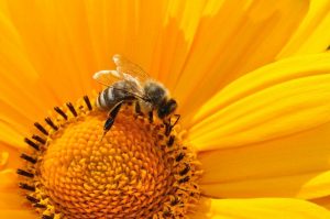 Wildbienen sind vom Aussterben bedroht. Jetzt entsteht eine Bienen-Oase am Monbijouplatz.