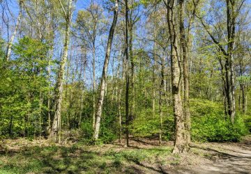 Mehr als eine halbe Million neuer Bäume - das ist die Bilanz des Mischwaldprogramms der Berliner Forsten.