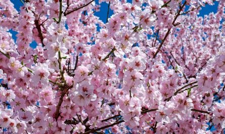 Kirschblütenfest in den Gärten der Welt.