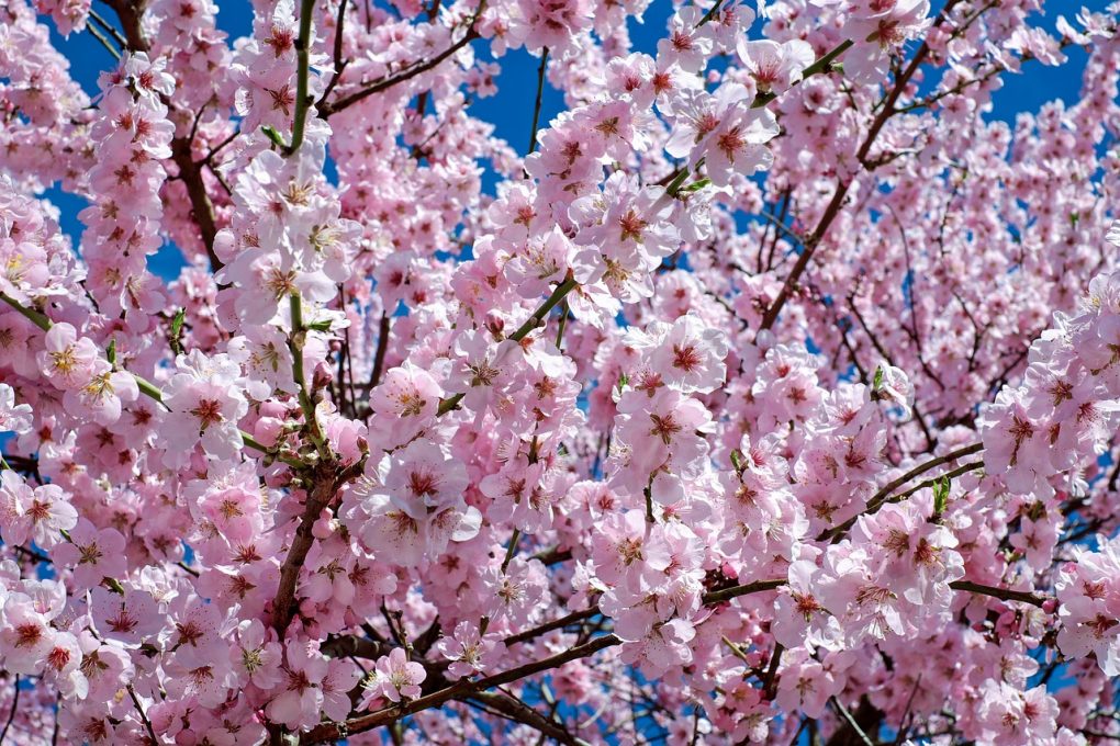 Kirschblütenfest in den Gärten der Welt.