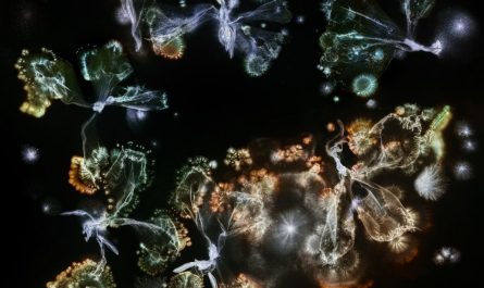 Foto aus der Serie "Microverse" von Kathrin Linkersdorff, Mitglied im Exzellenzcluster „Matters of Activity“ der HU Microverse III / 3 / Sc-M510 / 19.6.-10.10.24’, 2025 © Kathrin Linkersdorff